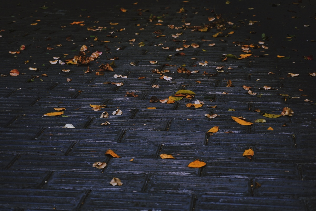 秋,一个惬意悲伤的季节