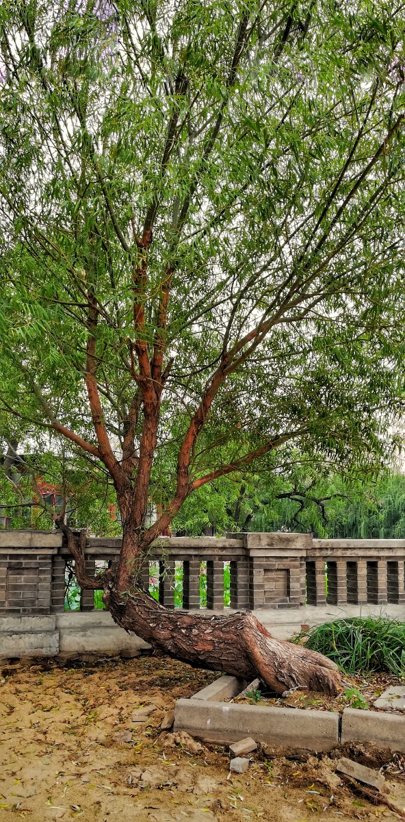 一颗老柳树