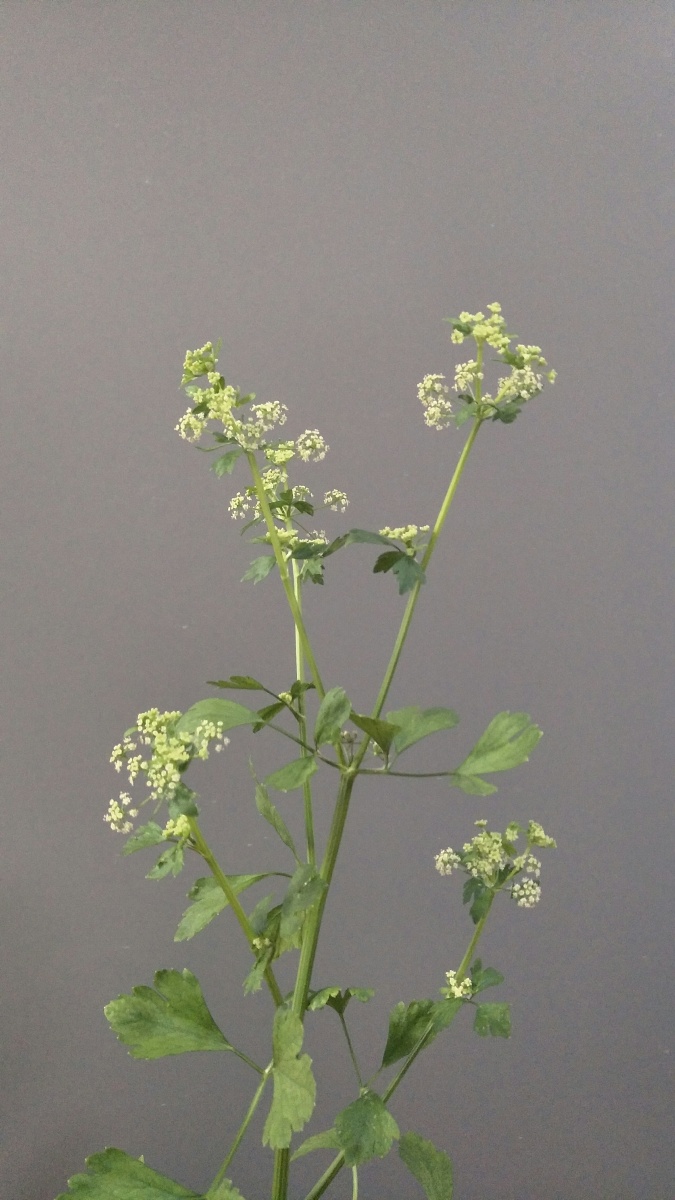 芹菜开花即将打籽