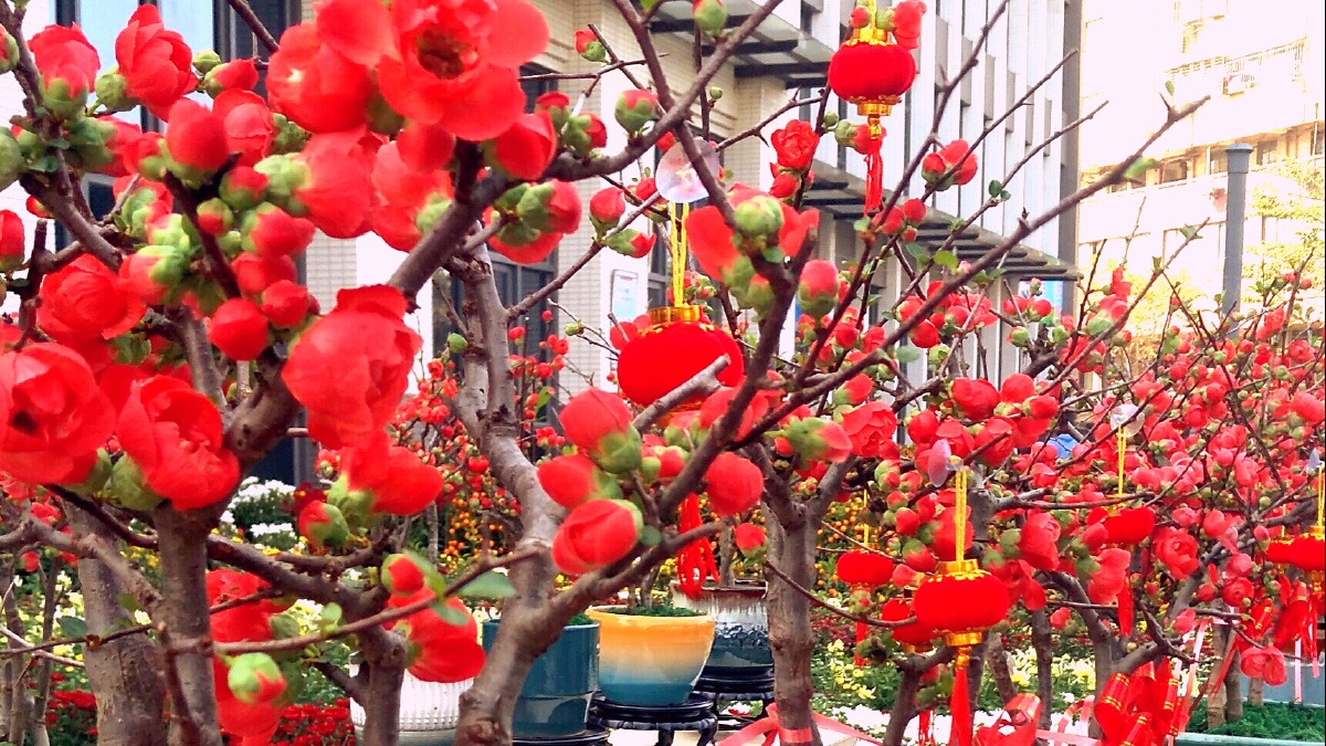 花儿红的好象一把火2021年腊月禅城