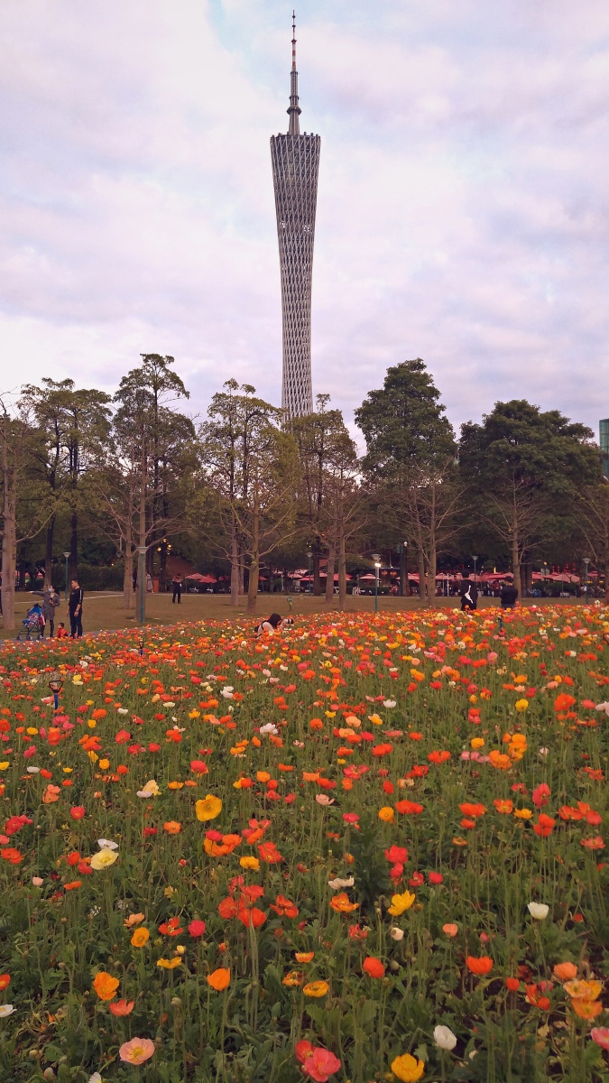 街心花园格桑花广州2021年农历正月初一