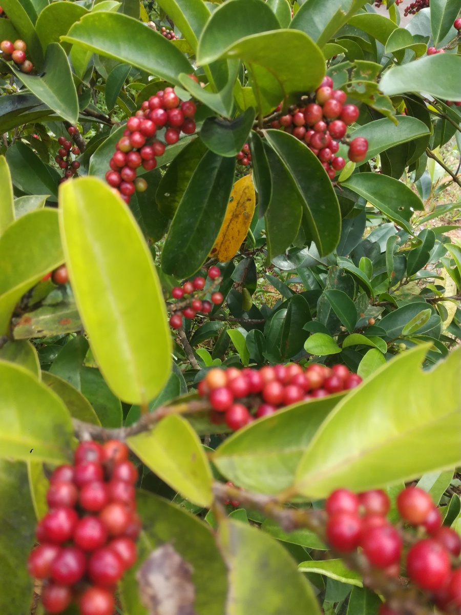 五味杂陈的五味果可以吃可入药