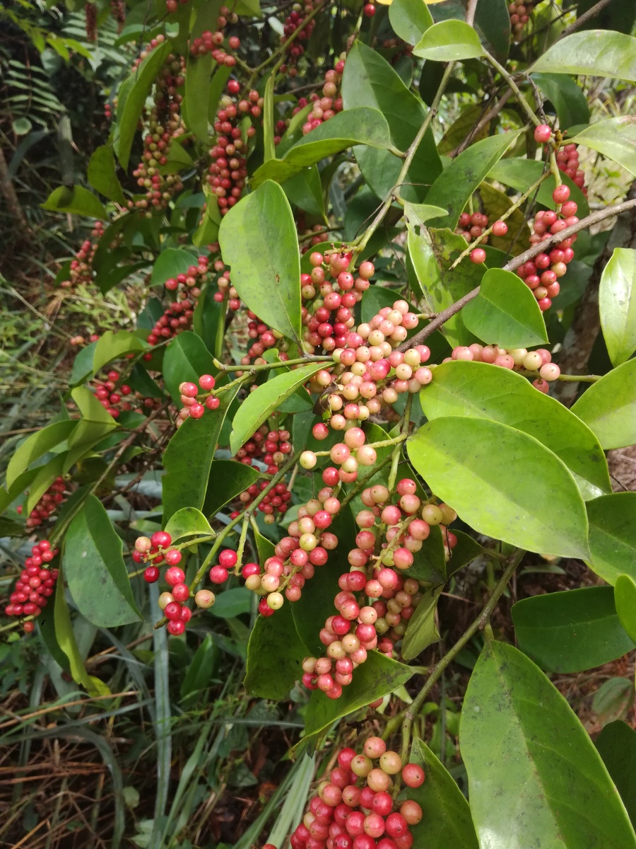 五味杂陈的五味果可以吃可入药