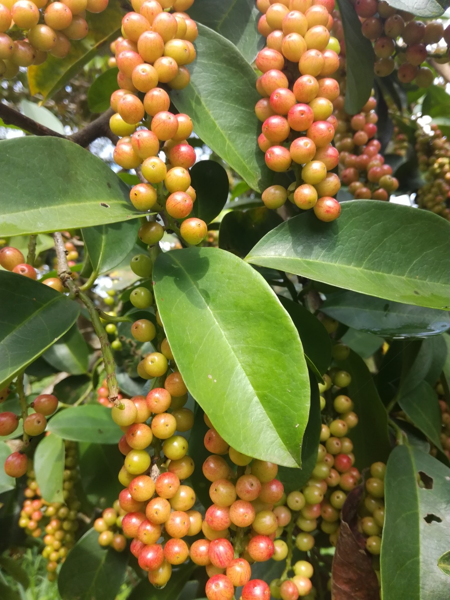 五味杂陈的五味果可以吃可入药