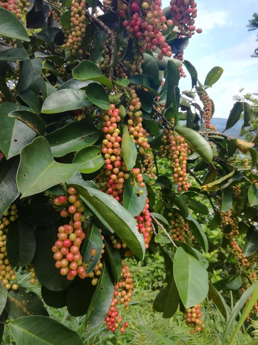 五味杂陈的五味果可以吃可入药