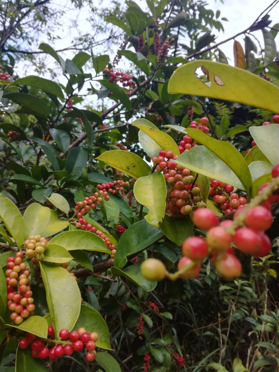 五味杂陈的五味果可以吃可入药