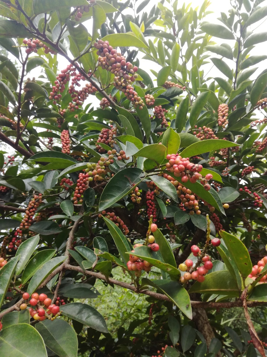 五味杂陈的五味果可以吃可入药