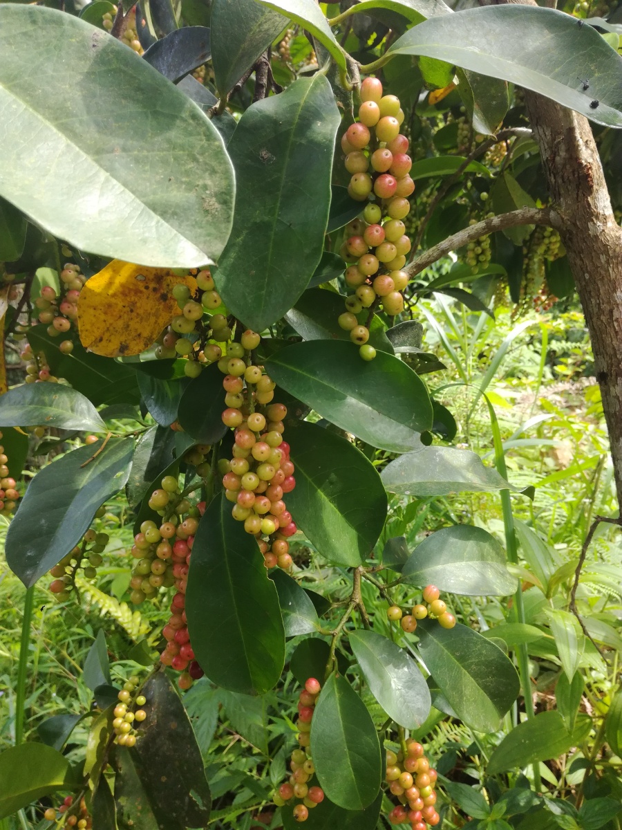 五味杂陈的五味果可以吃可入药