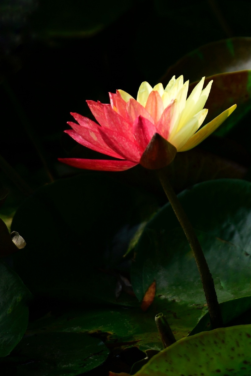 双色睡莲花一鸳鸯万维莎