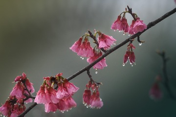 细雨中的樱花