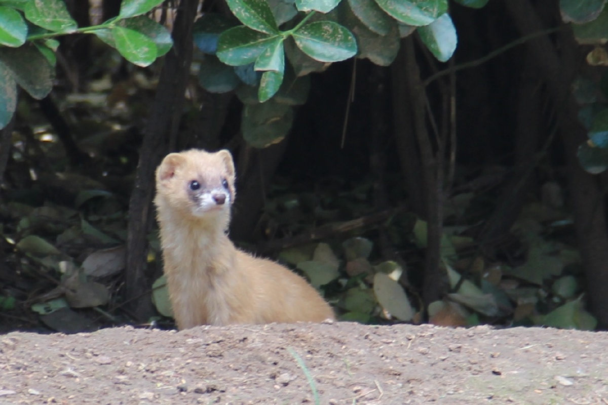 天坛公园拍摄黄鼠狼第一次看见