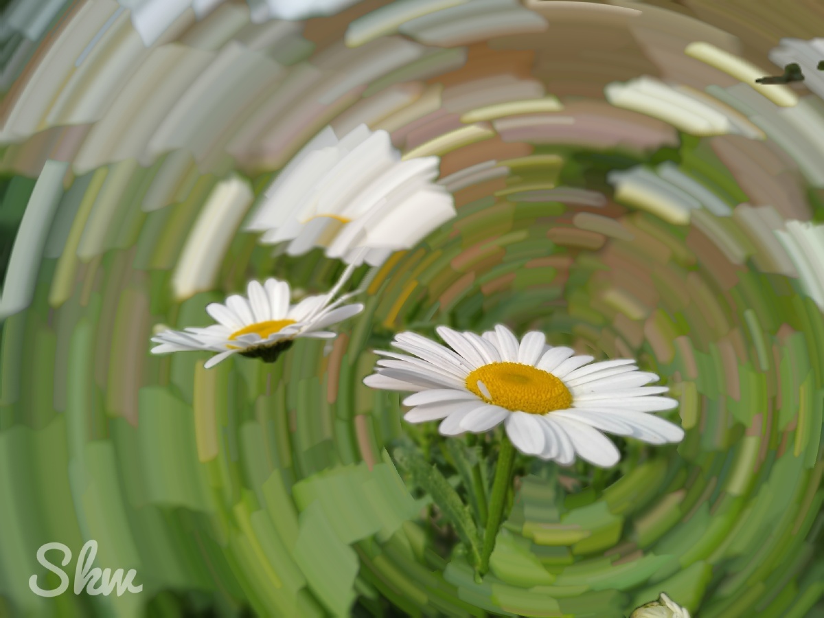 大滨菊,花期在每年4-6月.花朵单生于茎顶,舌状花瓣白色,有香气.