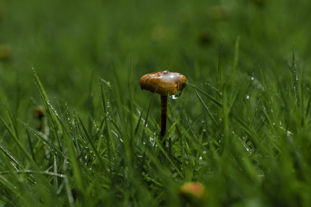 雨后小蘑菇