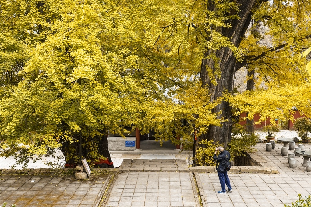 泰安玉泉寺千年银杏树