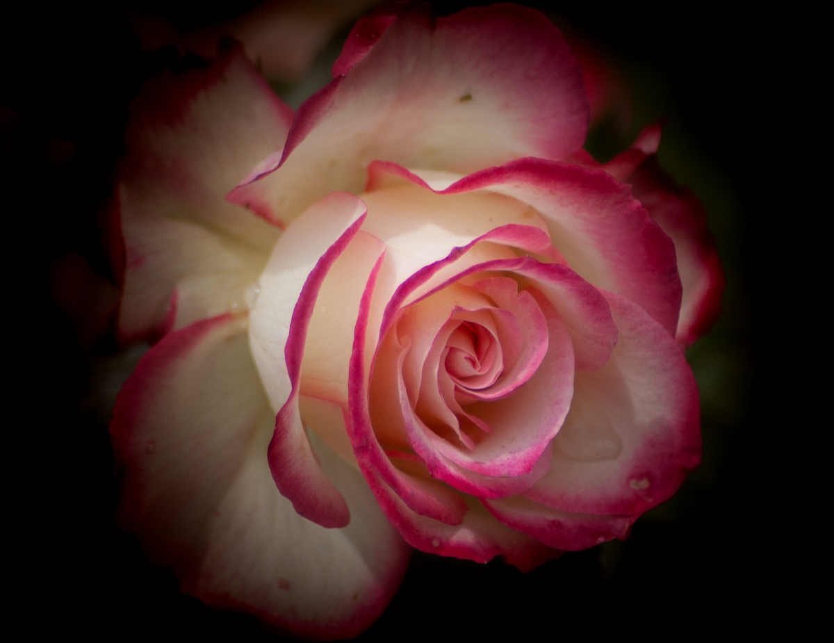 浪漫的法国玫瑰