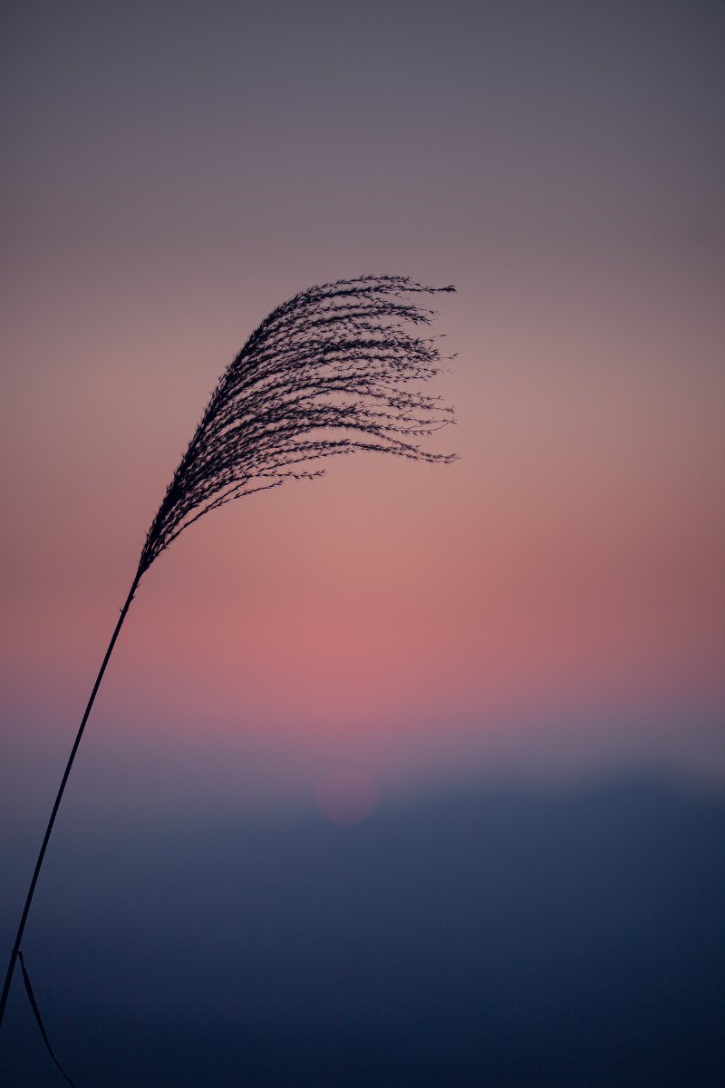 夕阳风景唯美日落植物