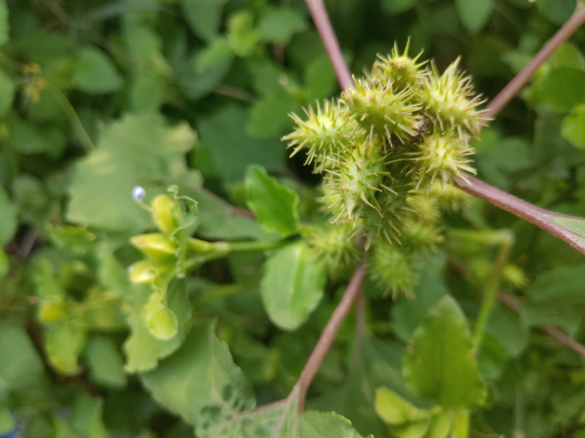 苍耳