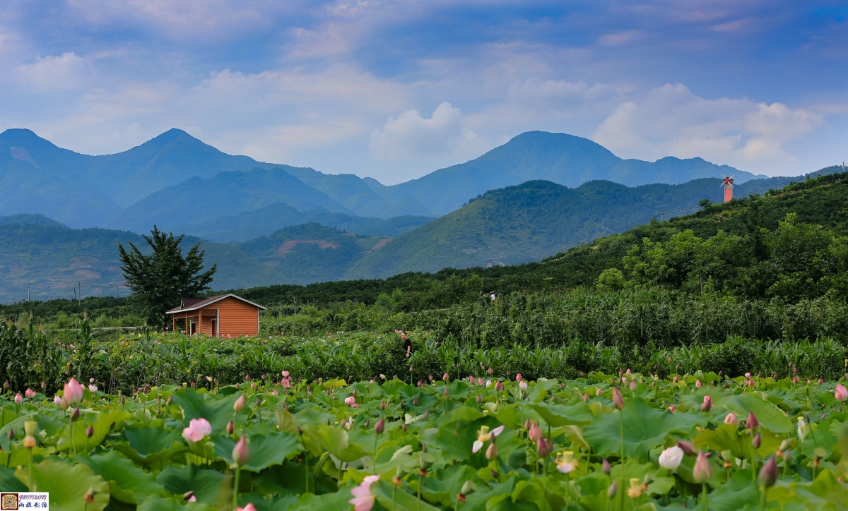 城固郭家山荷花园美不胜收