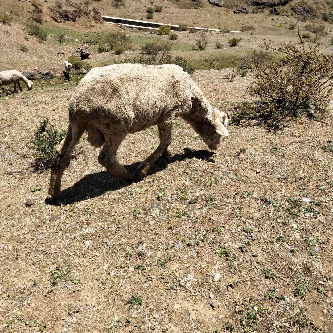 奶山羊的养殖方法