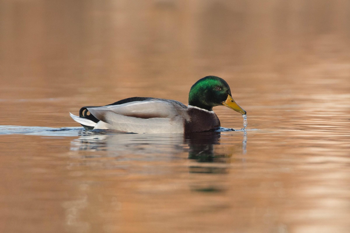 北方湿地的水鸟