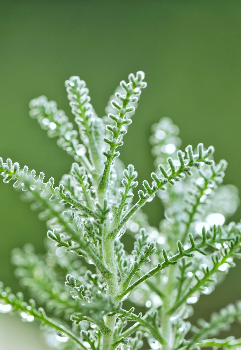 可爱的绵杉菊终究熬不过这夏天