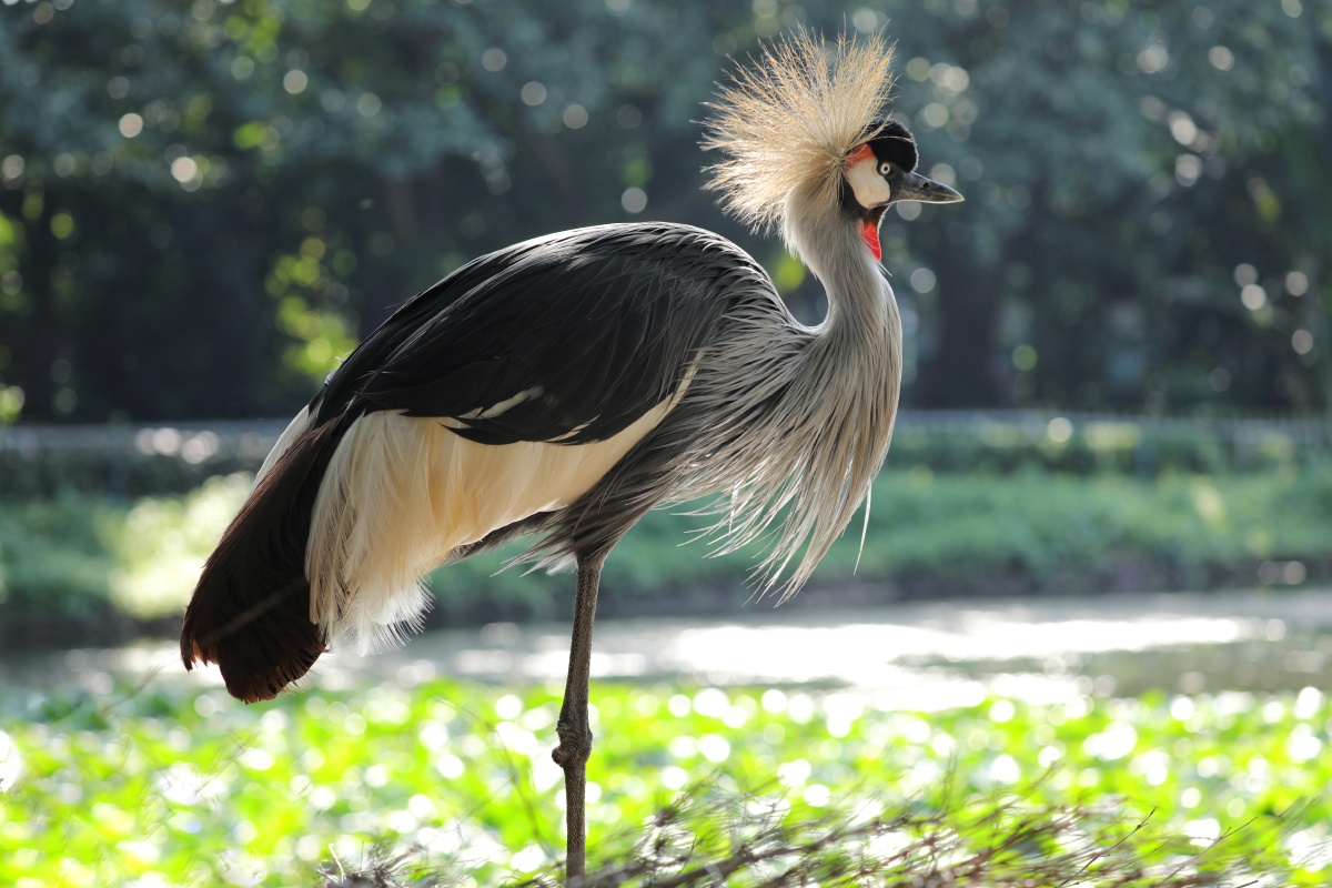 东非冠鹤:头体高100-110厘米,翼展180-200厘米,体重3-4千克.