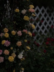 57224A42-CADF-40B9-856C-02FDF19EF6BF/L0/001