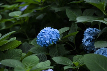 295617