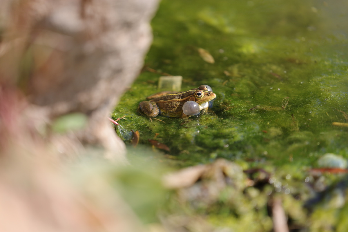 湖边一只小青蛙鼓鼓的腮帮好可爱