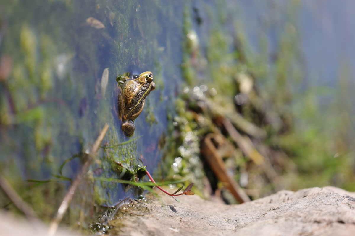 湖边一只小青蛙鼓鼓的腮帮好可爱