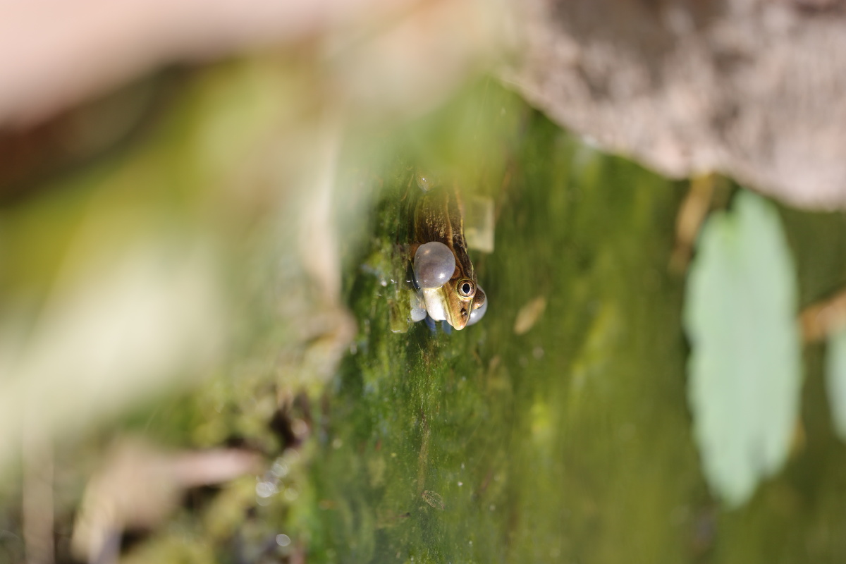 湖边一只小青蛙鼓鼓的腮帮好可爱
