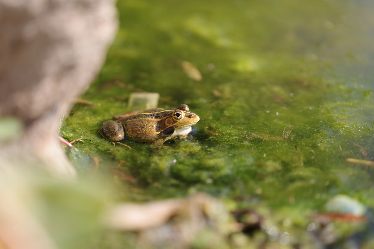 湖边一只小青蛙鼓鼓的腮帮好可爱
