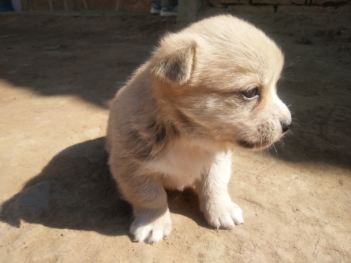 我们家的小奶狗狗