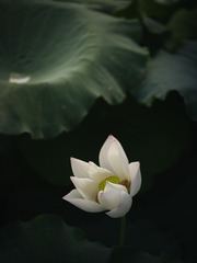 193141E5-B907-4E88-A402-B7392DB986BE/L0/001