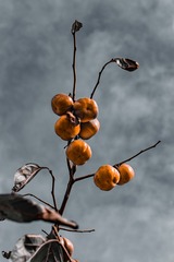 141251