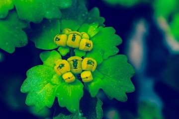 金腰花