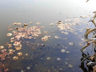 20121