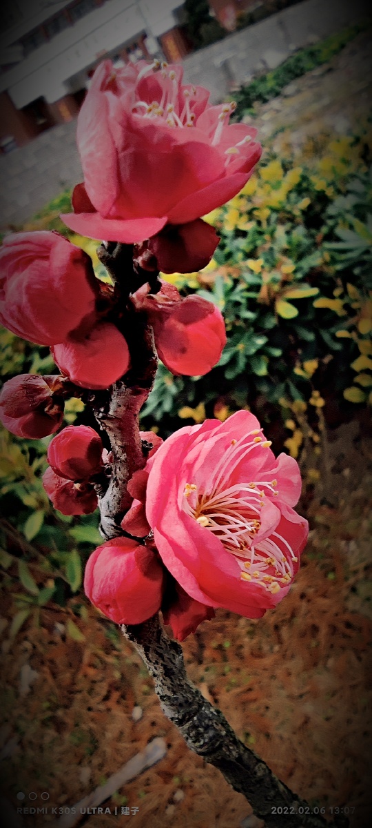 手机拍红梅花