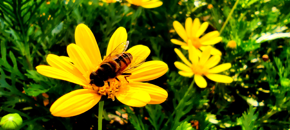 手机街拍一组蜜蜂采花