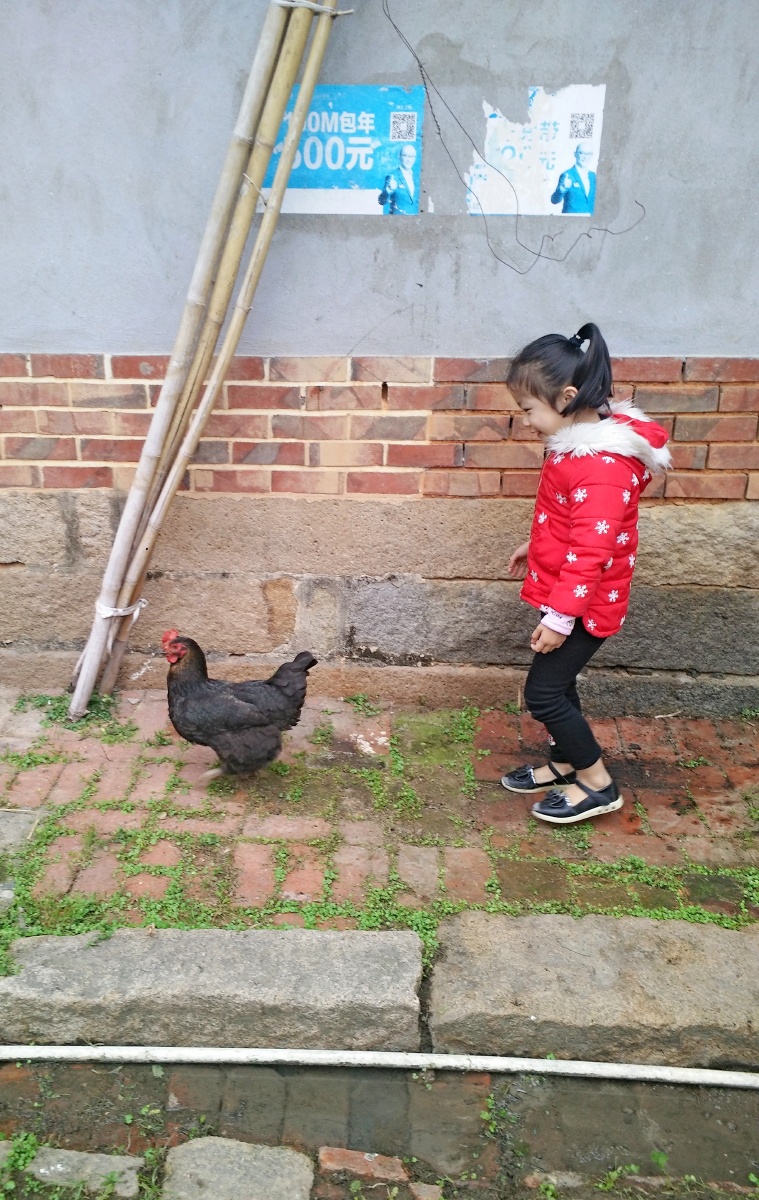 过年了,抓母鸡