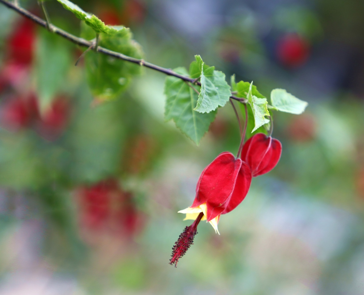 红萼苘麻别称灯笼风铃蔓性风铃