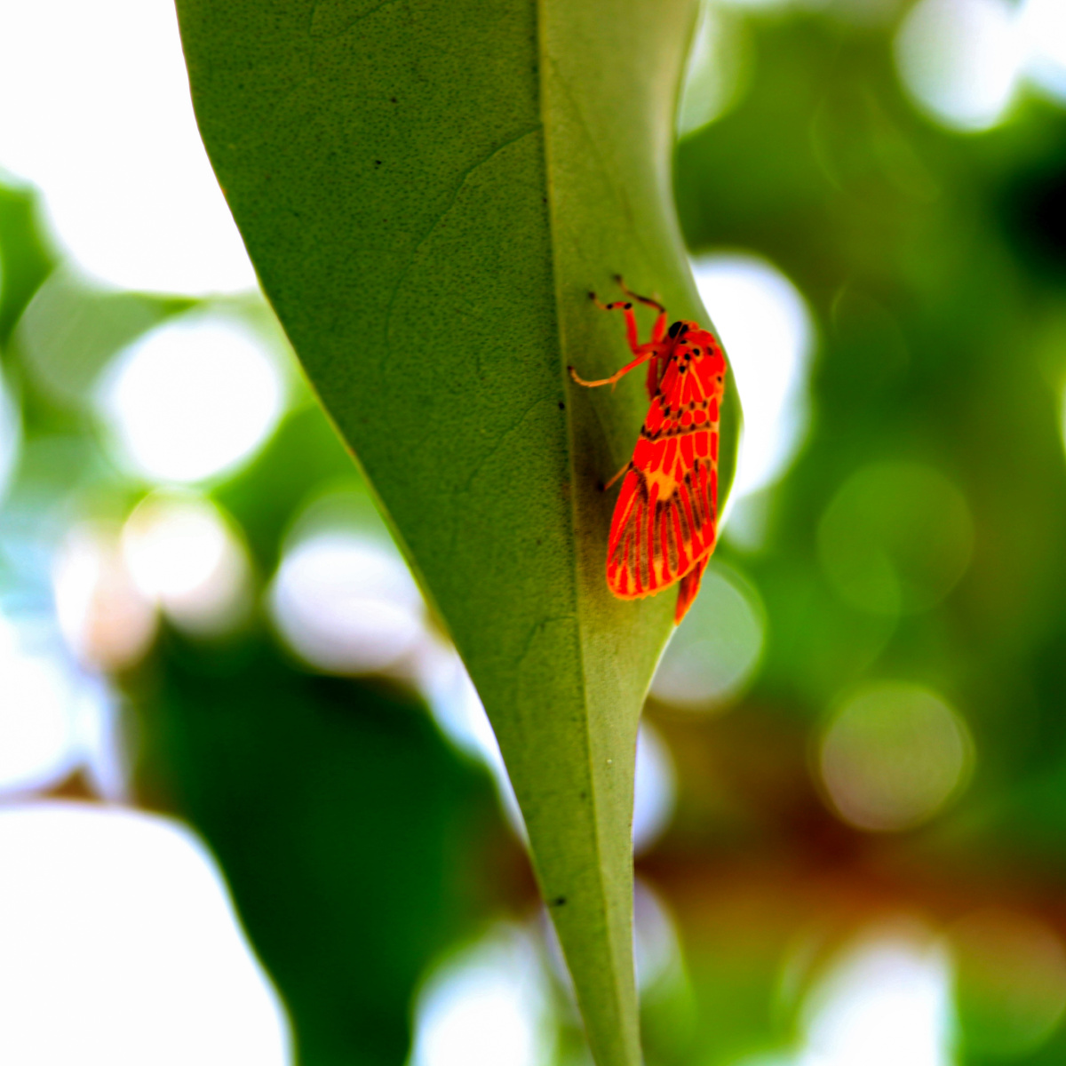 夏日的午后一只彩色的飞蛾伏在树叶上仿佛躲阴纳凉