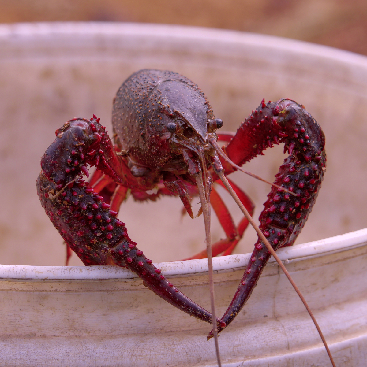 粉系小龙虾比心皮一下很开心