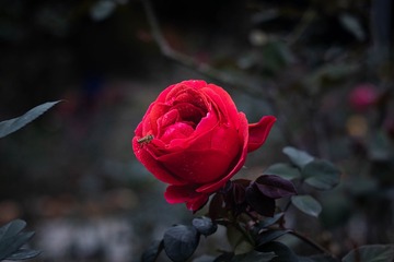 618227