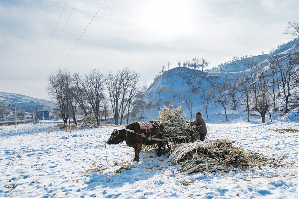 老农用牛车拉运玉米杆,仓储牲畜备料之需.