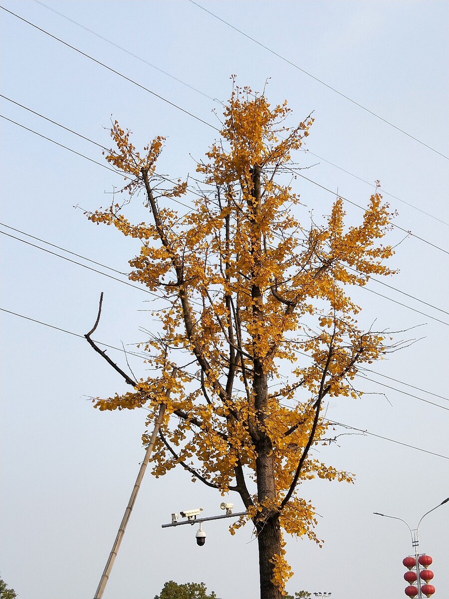 刚下高铁，看到一个老大爷在用竹竿拨弄树叶，不明白为什么，又不好阻止，只得记录下这一美好。