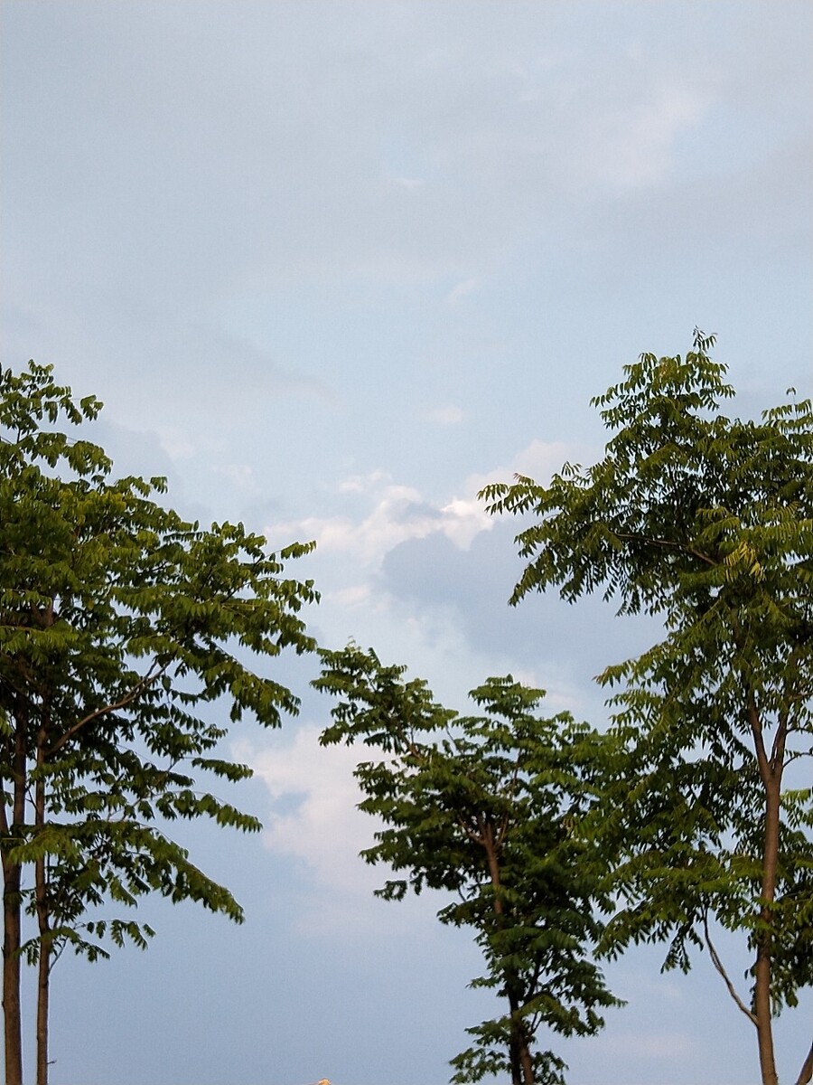 下了课，在回宿舍的路上拍下的