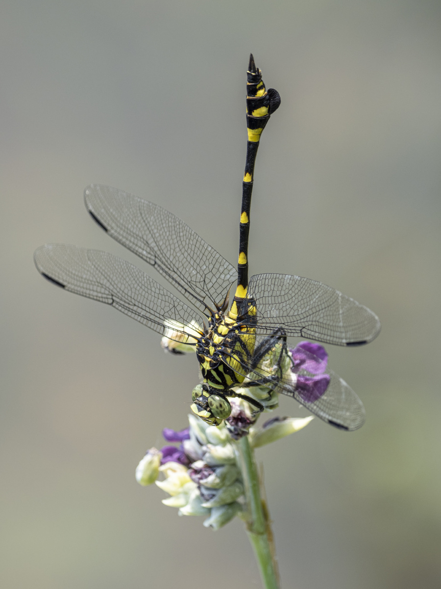 霸王叶春蜓 - 吅氕氘氚 - 图虫