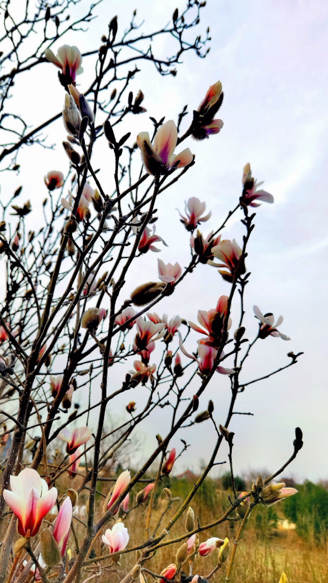 玉兰花开,春气盎然 - 致广大而尽精微 - 图虫