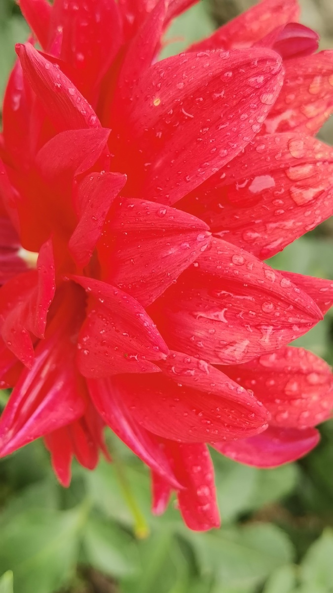 雨后的红花娇艳欲滴
